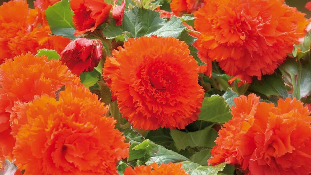Rode begonia - Blomea.be