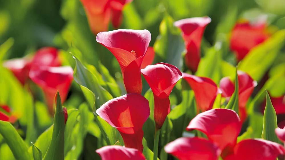 Rode calla - Blomea.be