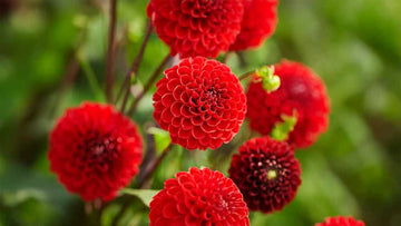 Rode dahlia