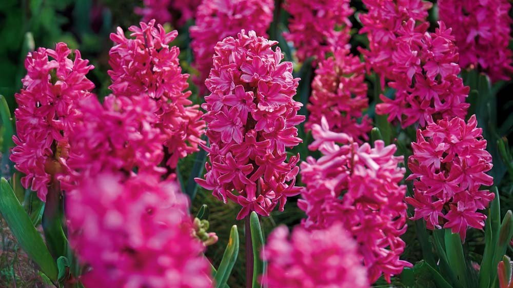 Rode hyacinten - Blomea.be