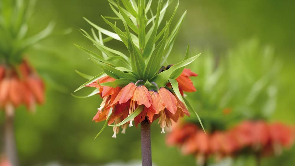 Rode keizerkroon - Blomea.be