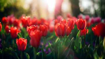 Rode tulpen