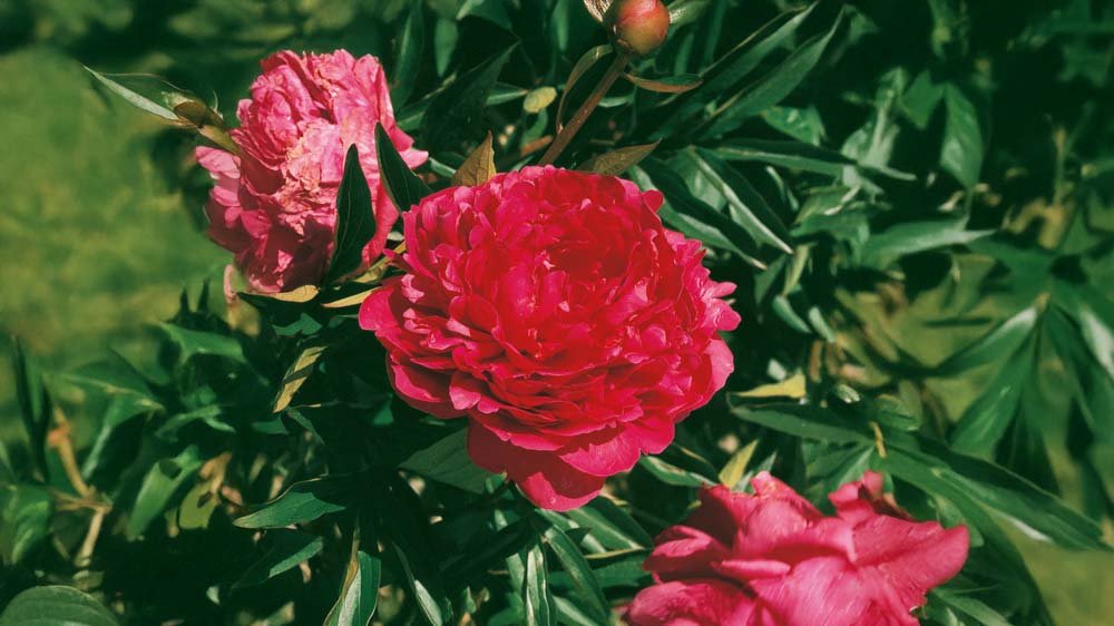 Rode vaste planten - Blomea.be