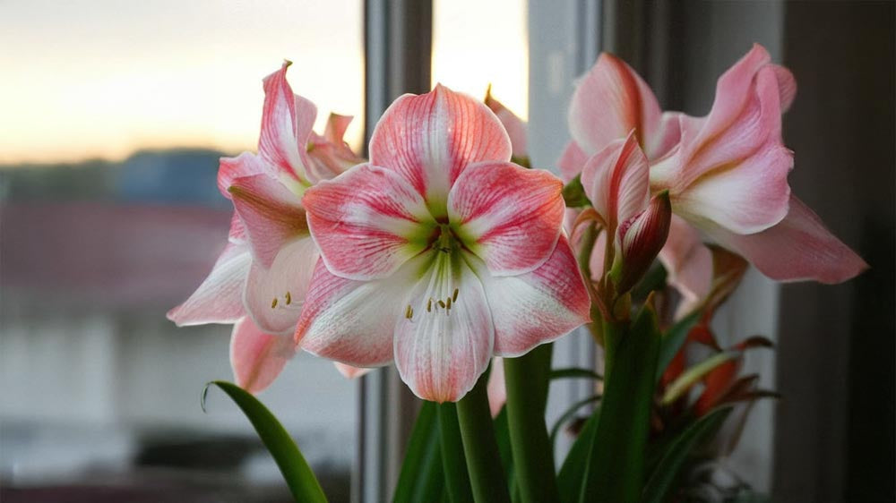 Roze amaryllis - Blomea.be