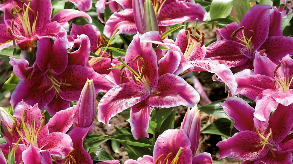 Roze lelies - Blomea.be