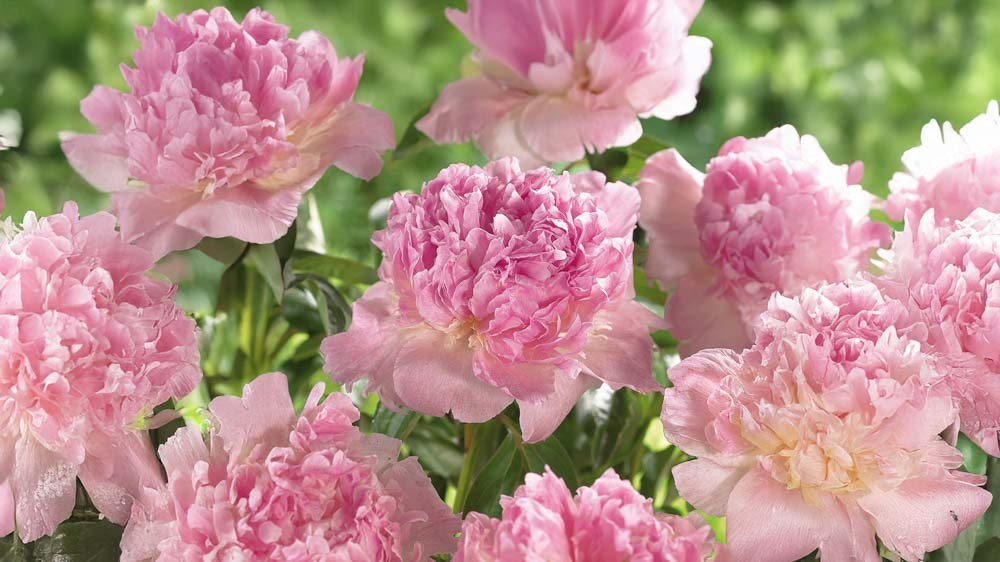 Roze pioenrozen - Blomea.be