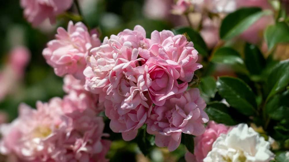 Roze rozen - Blomea.be