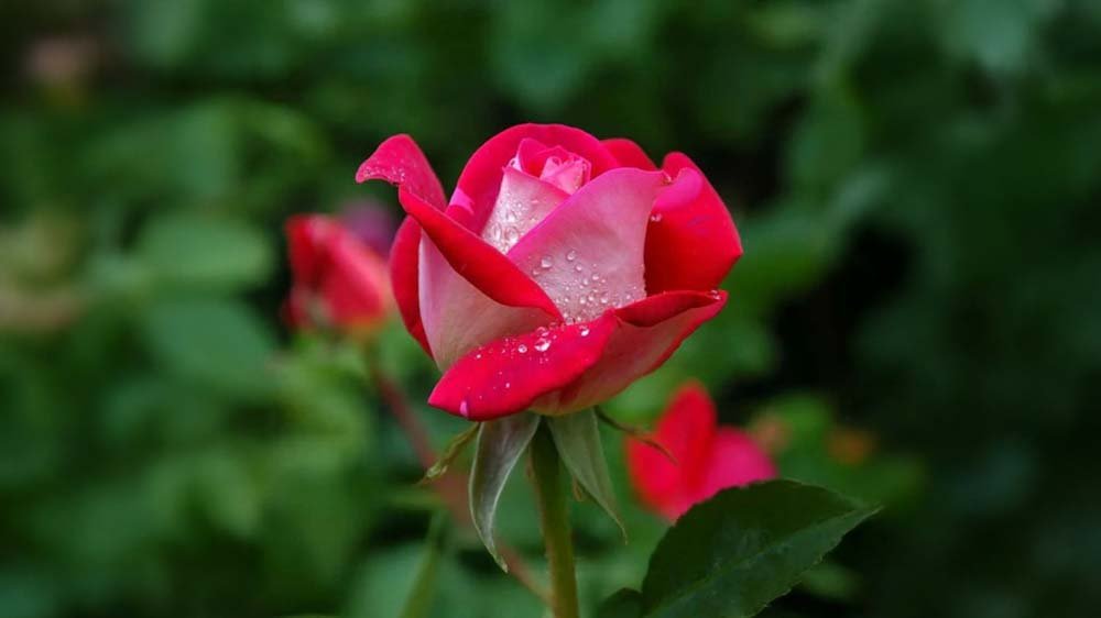 Rozen - Blomea.be