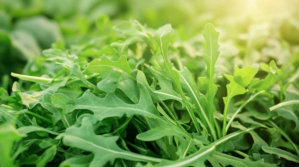 Rucola zaden
