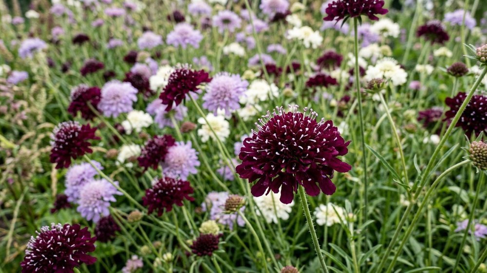 Scabiosa zaden - Blomea.be