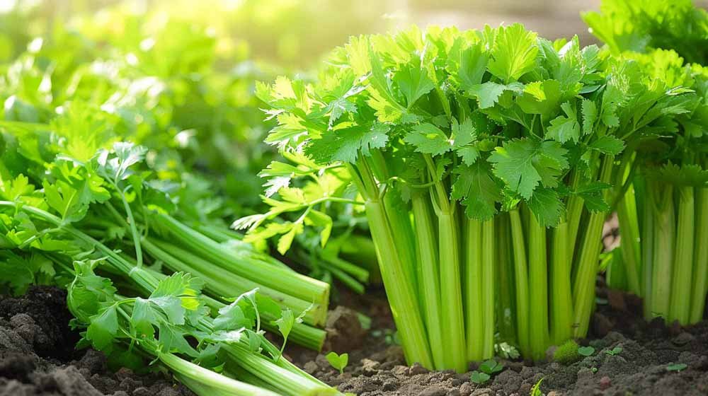 Selderij zaden - Blomea.be