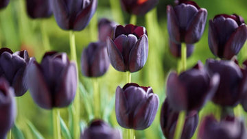 Late tulpen