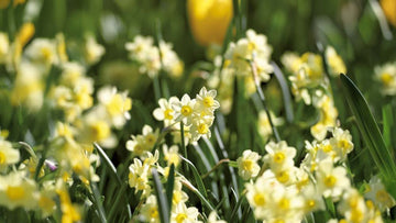 Kleine narcissen