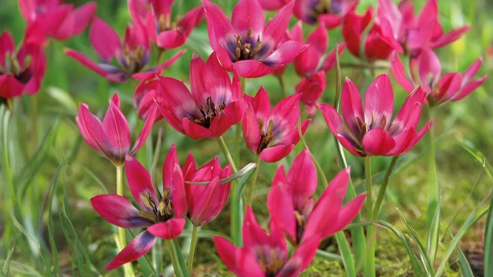 Kleine tulpen
