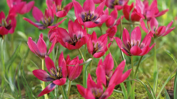 Kleine tulpen