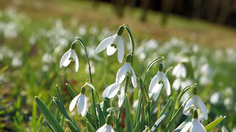 Sneeuwklokjes - Blomea.be
