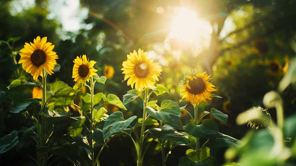 Zonnebloem zaden