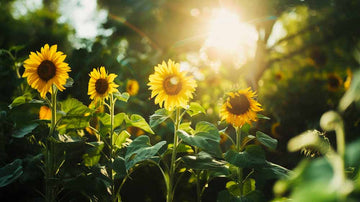 Zonnebloem zaden