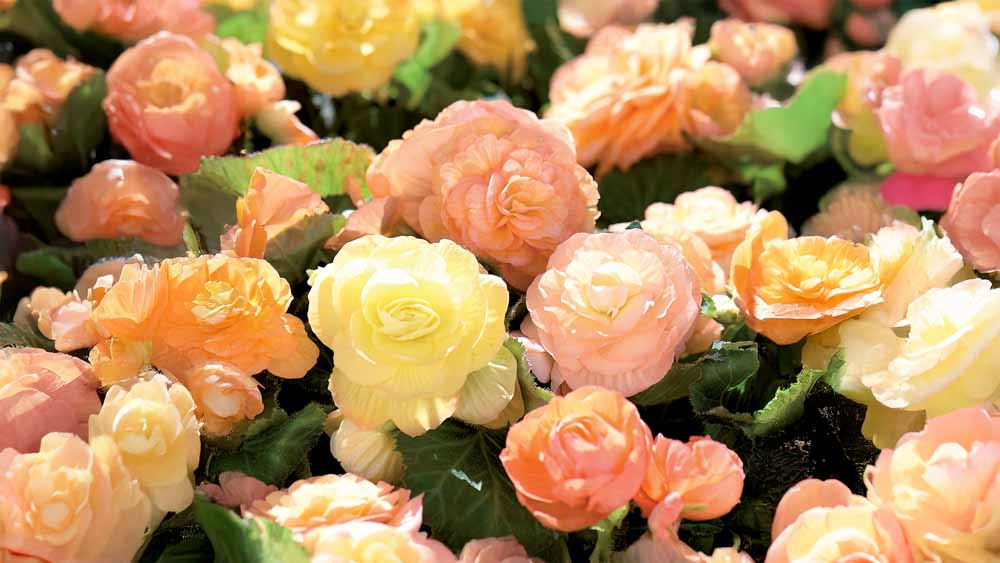 Zomerbloemen
