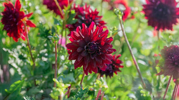 Zwarte dahlia