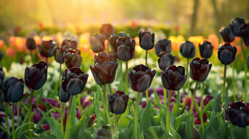 Zwarte tulpen