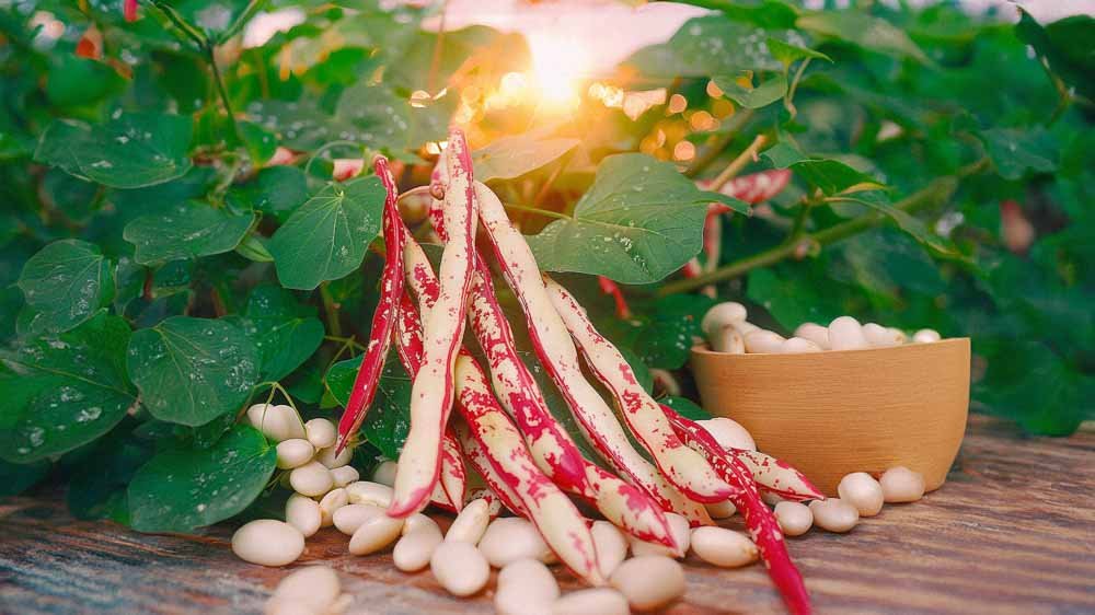 Stokbonen zaden - Blomea.be