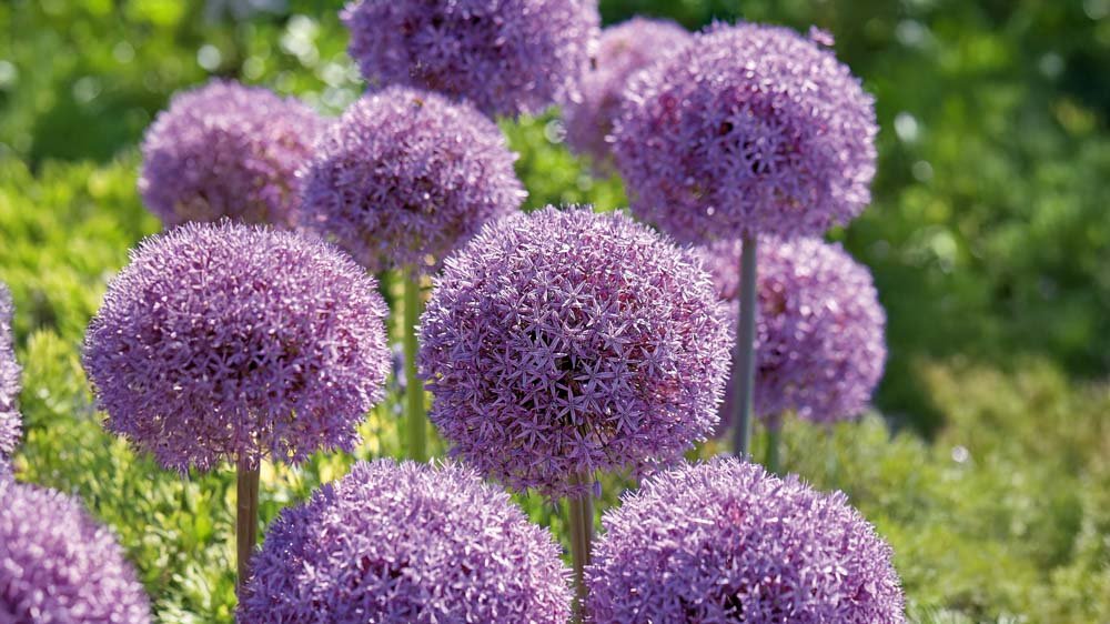 Grote alliums