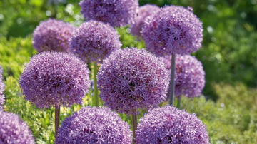 Grote alliums