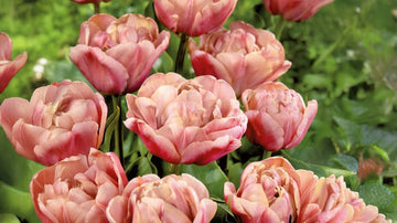 Grote tulpen