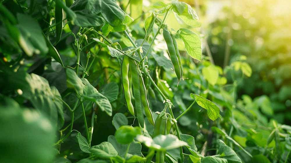 Struikbonen zaden - Blomea.be