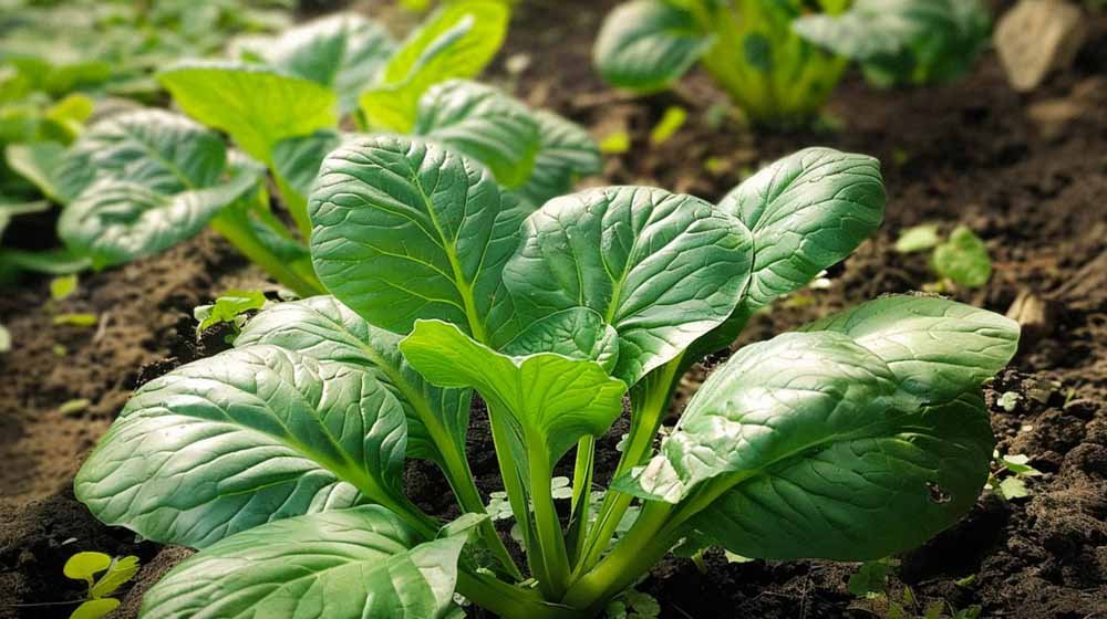 Tatsoi zaden - Blomea.be