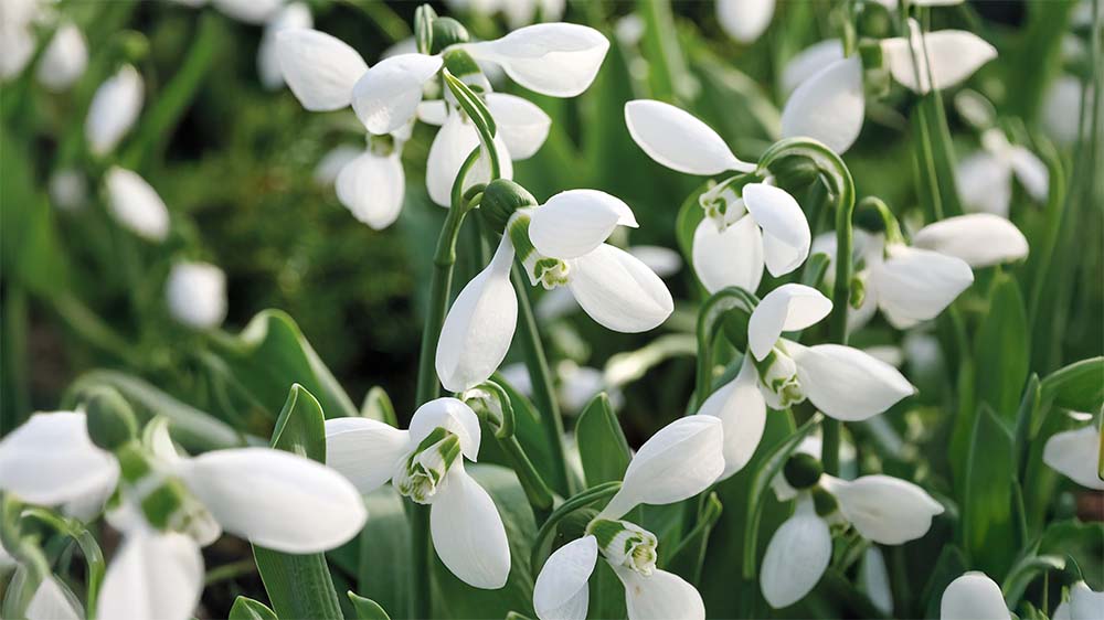 Vroege voorjaarsbloemen