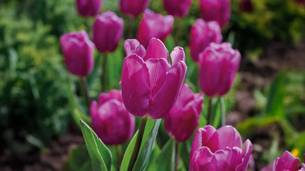 Vroege tulpen