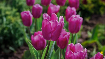 Vroege tulpen