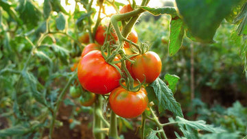 Tomaten zaden