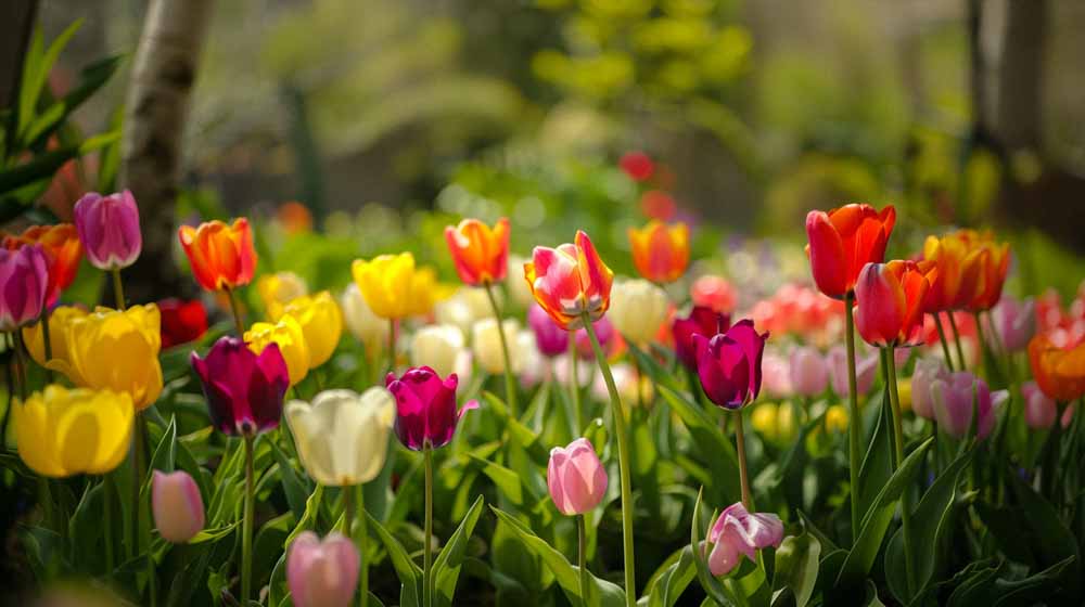 Triumph tulpen