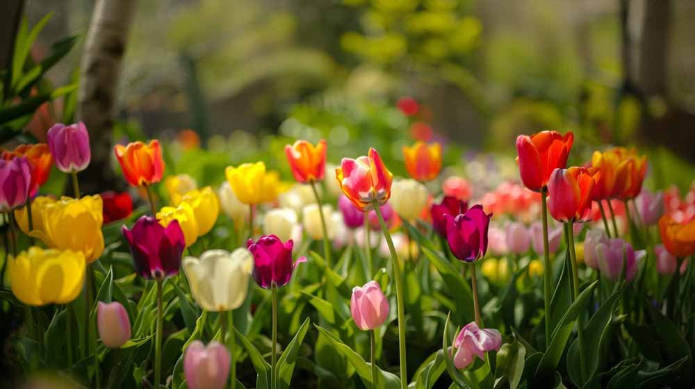 Triumph tulpen - Blomea.be