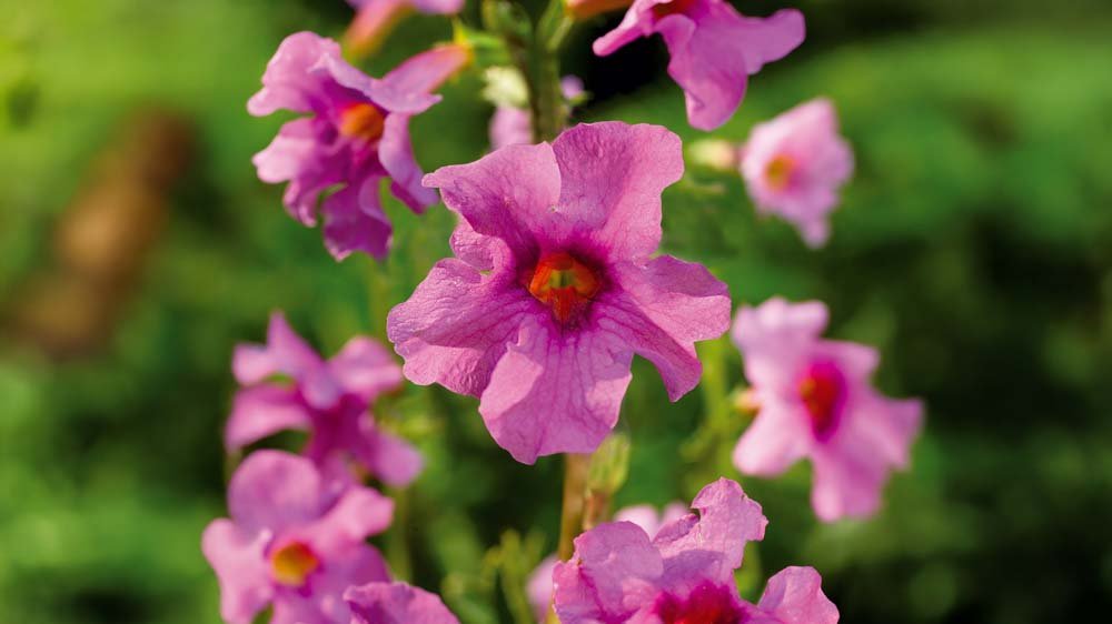 Tuingloxinia - Blomea.be