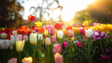 Tulpen