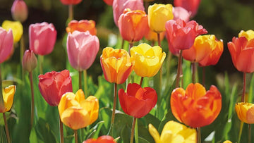 Tulpen aanbieding