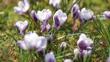 Lentekrokus