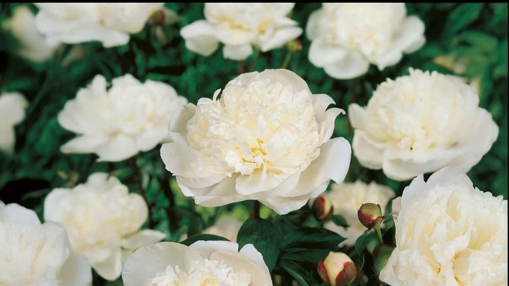 Vaste planten in pot - Blomea.be