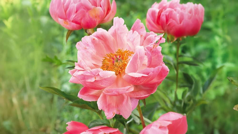 Vaste planten voor schaduw - Blomea.be