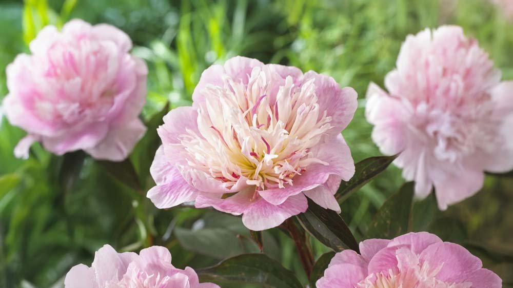 Vaste planten voor zon - Blomea.be