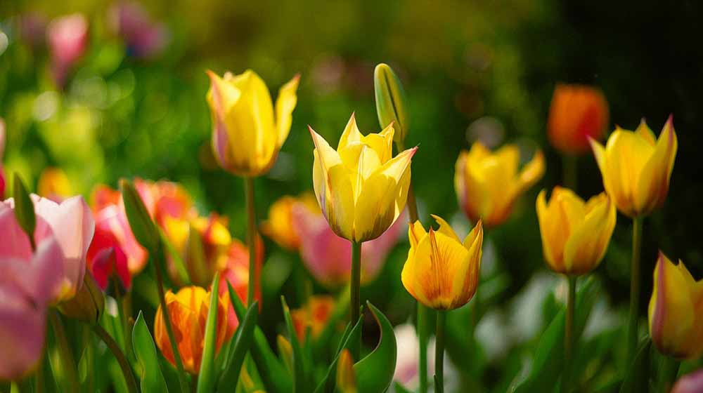Wilde tulpen