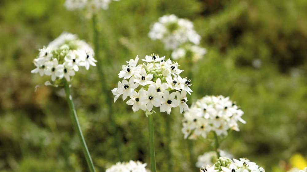 Vogelmelk - Blomea.be