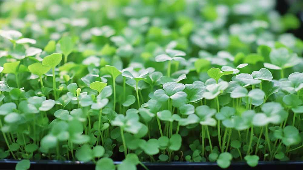 Waterkers zaden - Blomea.be