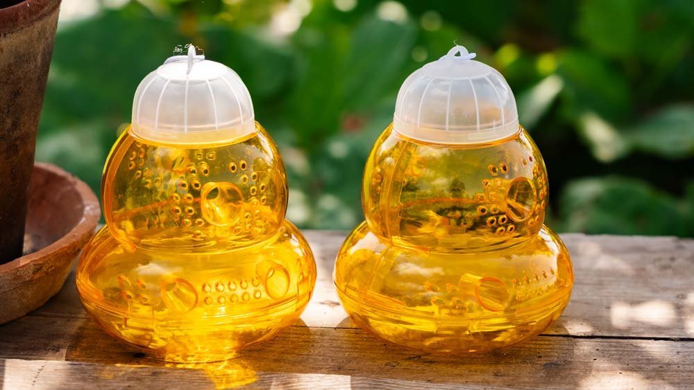 Wespenval - Blomea.be