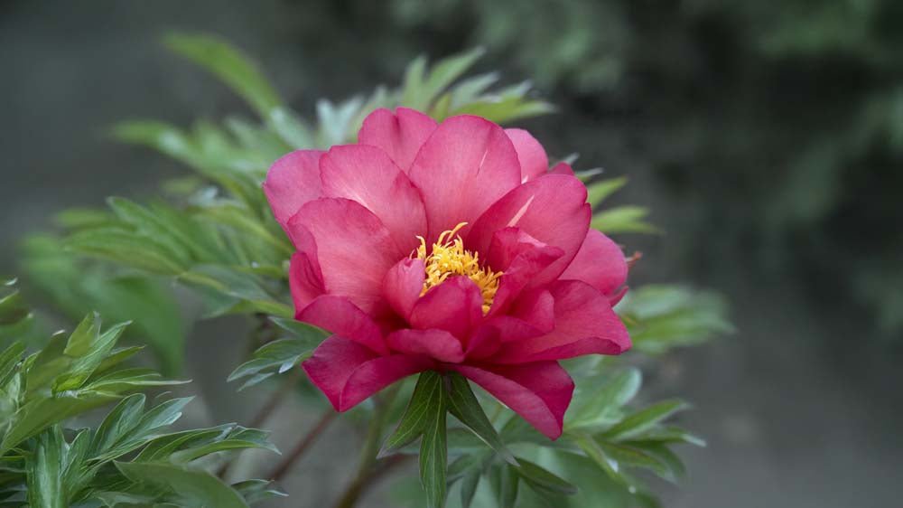 Winterharde vaste planten - Blomea.be