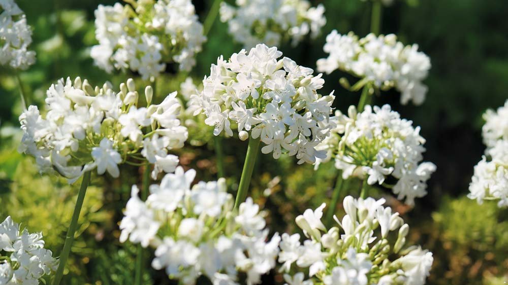 Witte agapanthus - Blomea.be